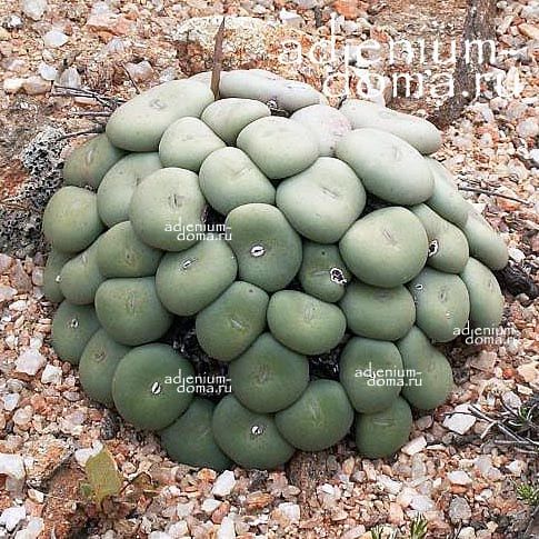 Conophytum NAMIB Конофитум намибский Ophthalmophyllum Офтальмофиллум 2