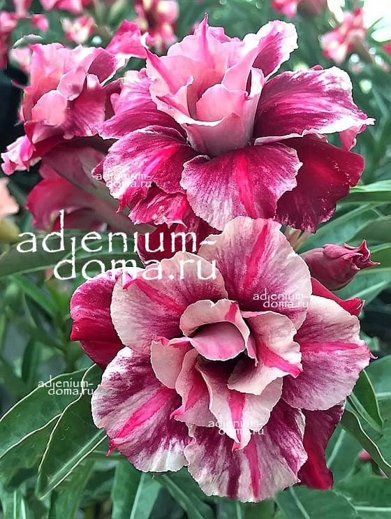 Adenium Obesum YEN NHI 4