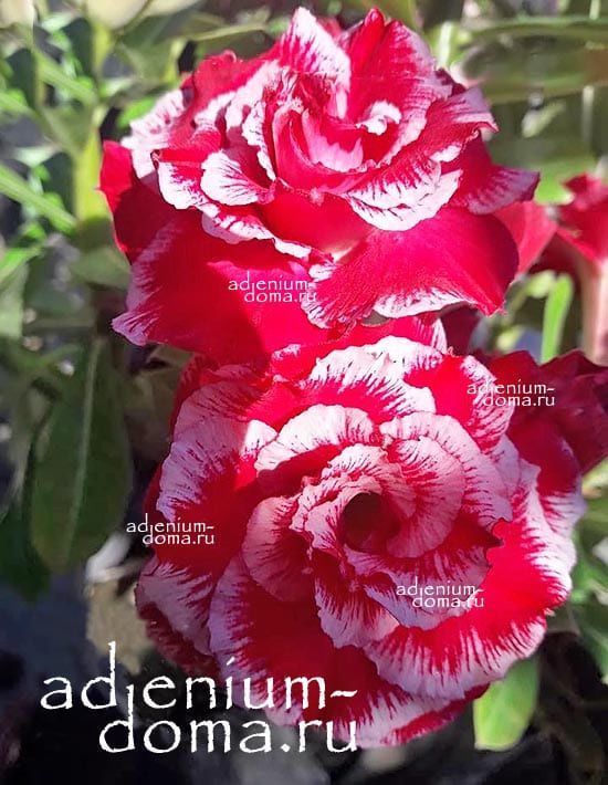 Adenium Obesum VINH LOC 4