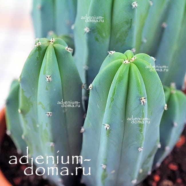 Растение Myrtillocactus GEOMETRIZANS Миртиллокактус геометрический 1