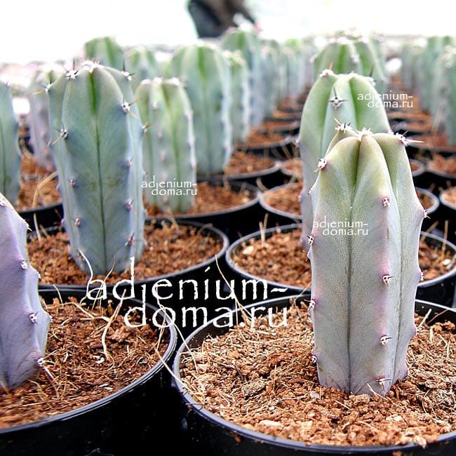 Растение Myrtillocactus GEOMETRIZANS Миртиллокактус геометрический 2