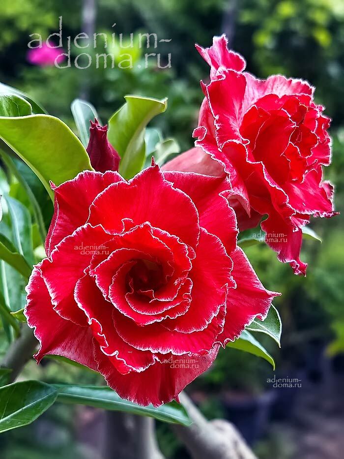 Adenium Obesum CONTRA