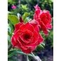 Adenium Obesum Triple Flower CONTRA 4