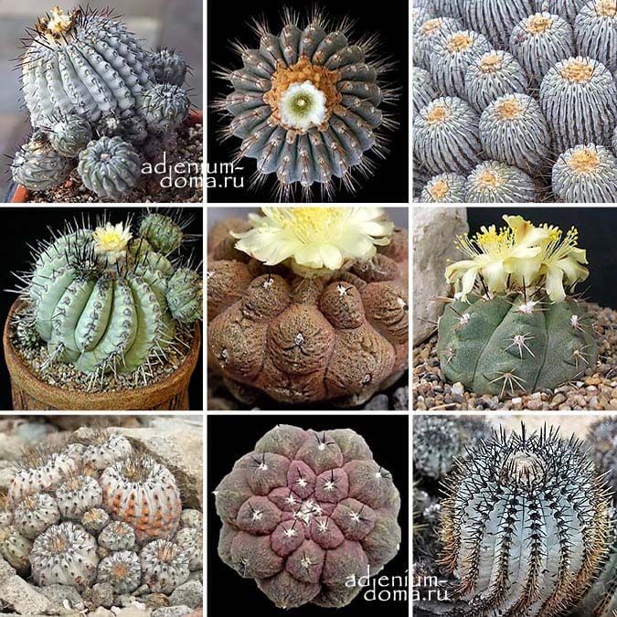 Copiapoa MIXED Копиапоа Микс смесь семян Копьяпоа 1