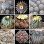 Copiapoa MIXED (Копиапоа) 4