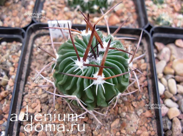 Echinofossulocactus PHYLLACANTHUS; Эхинофоссулокактус колючелистный Stenocactus Brittonrosea 3