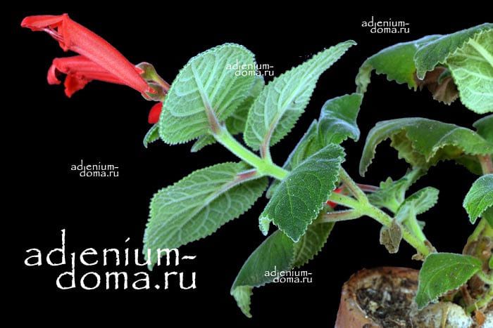 Sinningia MAGNIFICA Синнингия магнифика Rechsteineria 2