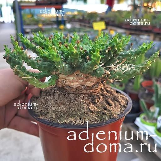 Растение Euphorbia INERMIS Молочай безостый Эуфорбия 2