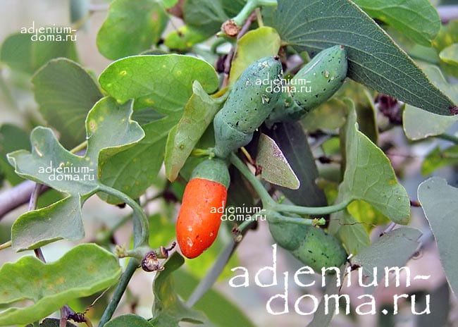 Corallocarpus WELWITSCHII Кораллокарпус Вельвича 1