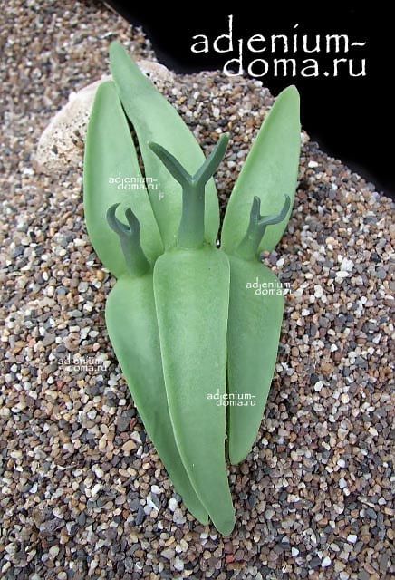 Mitrophyllum CLIVORUM Митрофиллум кливорум 3