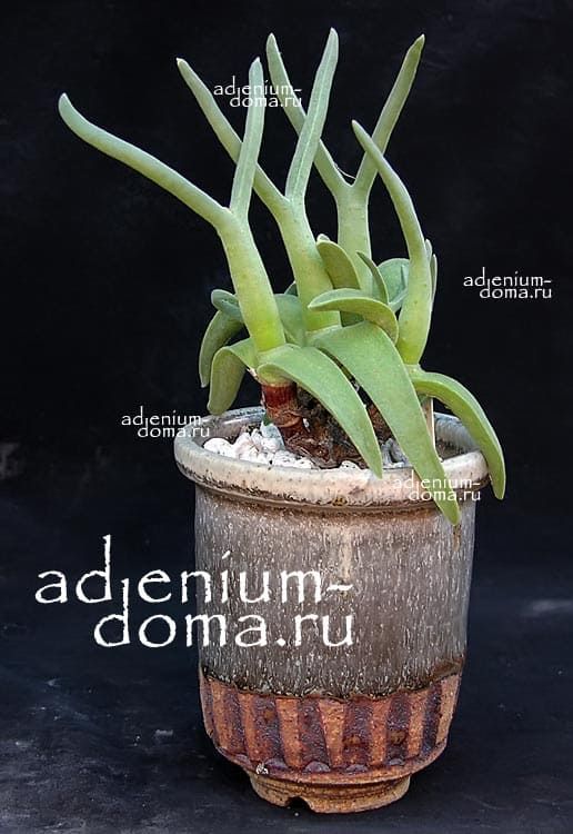 Mitrophyllum CLIVORUM Митрофиллум кливорум 1