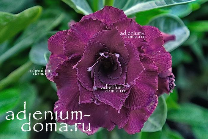 Adenium Obesum Triple Flower NEW-181