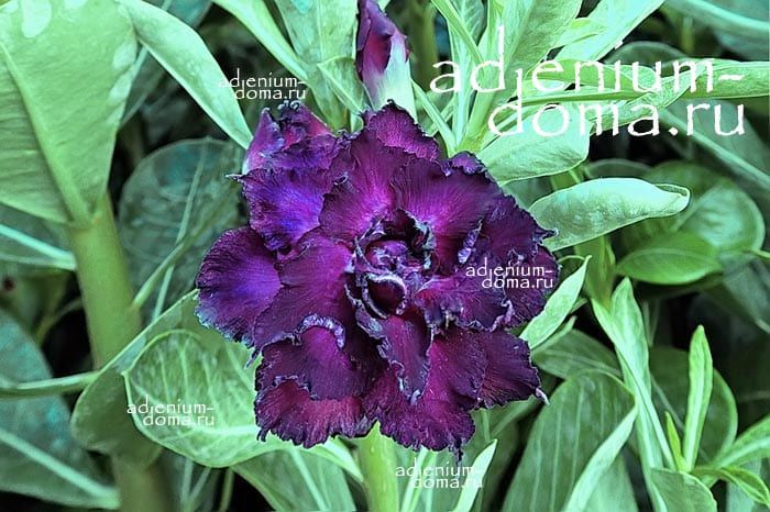 Adenium Obesum Triple Flower NEW-189