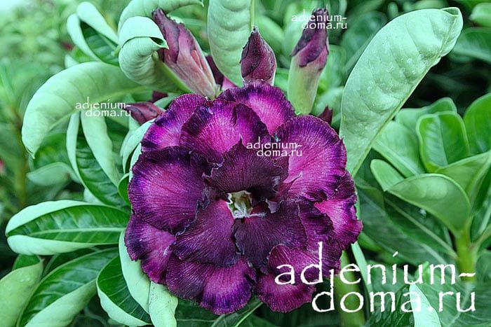 Adenium Obesum Triple Flower NEW-190