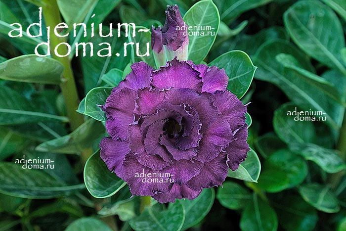 Adenium Obesum Triple Flower NEW-192