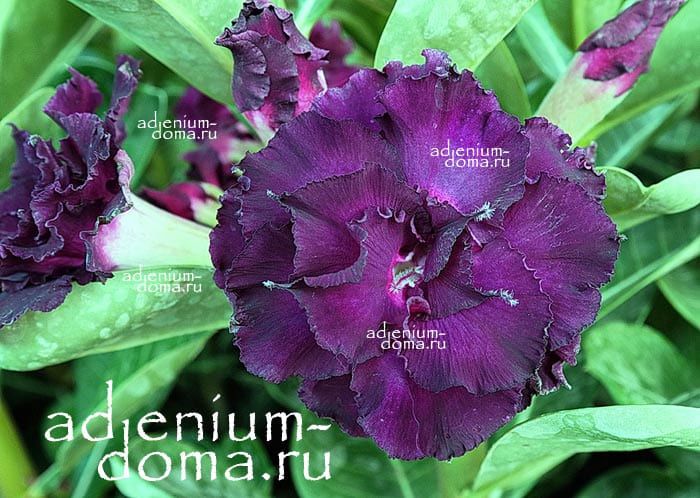 Adenium Obesum Triple Flower NEW-193