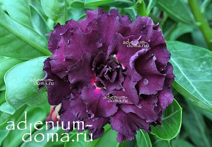 Adenium Obesum Triple Flower NEW-199