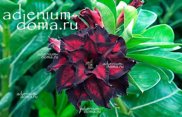 Adenium Obesum Triple Flower NEW-231