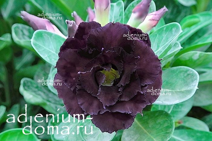 Adenium Obesum Triple Flower NEW-255