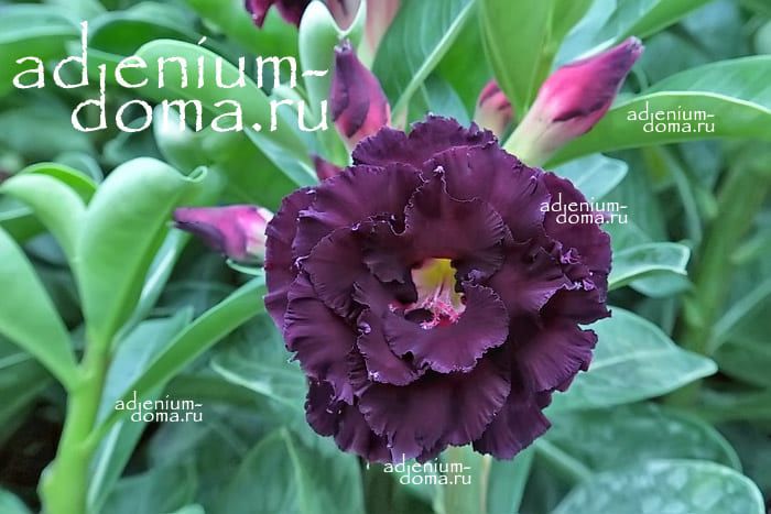Adenium Obesum Triple Flower NEW-257