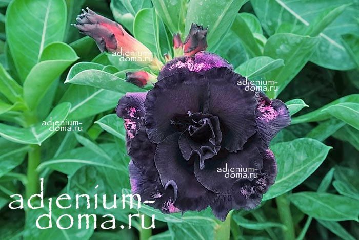 Adenium Obesum Triple Flower NEW-259