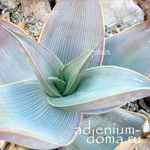 Семена Aloe KARASBERGENSIS (Алоэ) купить c доставкой почтой | Адениум дома