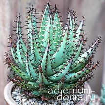 Семена Aloe ERINACEA (Алоэ) купить c доставкой почтой | Адениум дома