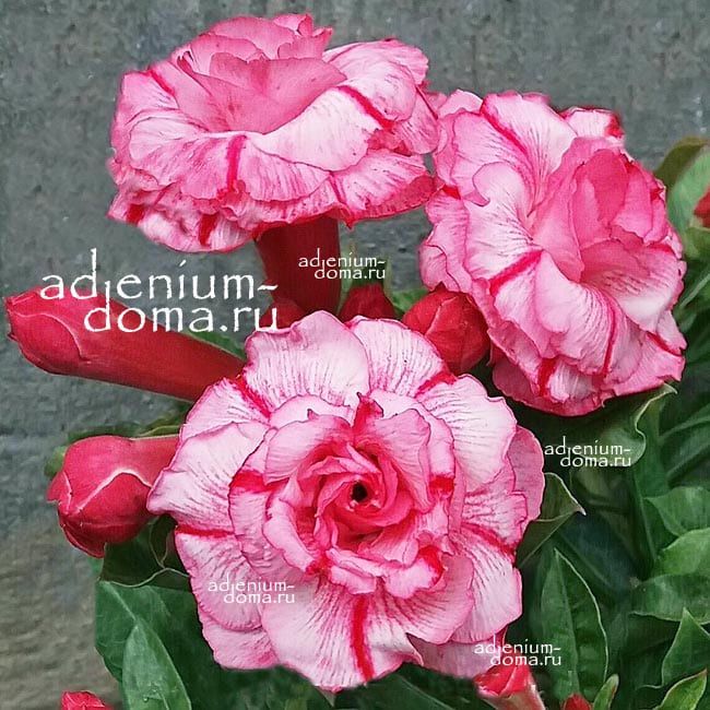 Сайгон адениум. Сайгон Adenium Obesum Triple Flower incredibles. Rc624 Сайгон Адениум.