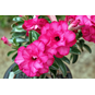 Adenium Obesum Triple Flower DREAMY 3