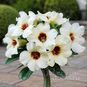 Adenium Obesum Desert Rose MOC CHAU 4