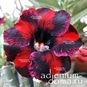 Adenium Obesum Desert Rose SOLITE 4