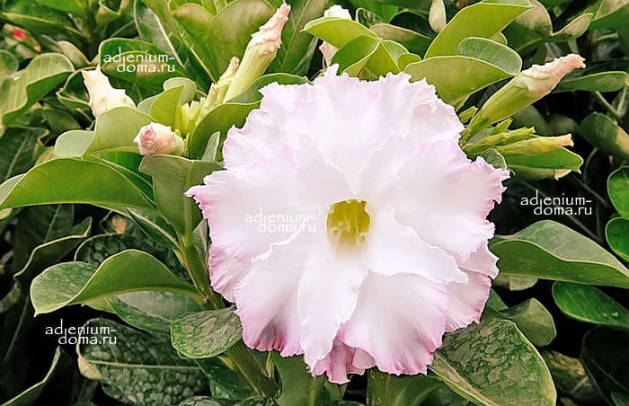 Adenium Obesum Triple Flower NEW-254