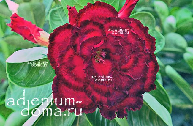 Adenium Obesum Triple Flower NEW-216