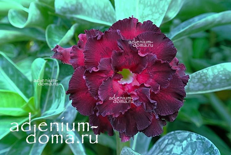 Adenium Obesum Triple Flower NEW-222