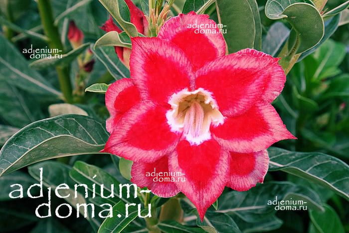 Adenium Obesum Double Flower NEW-213