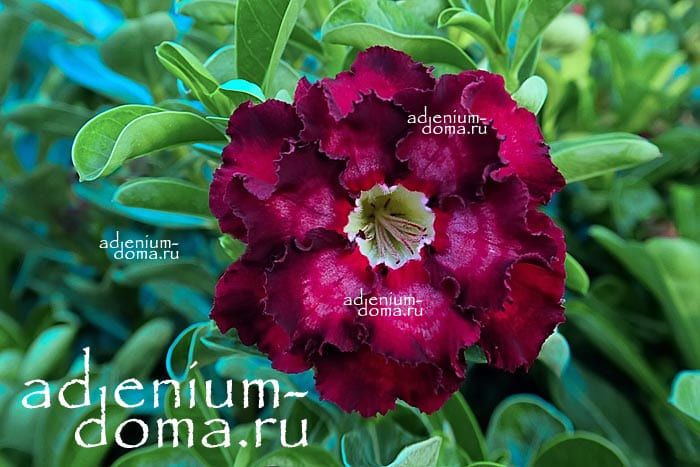 Adenium Obesum NEW-206