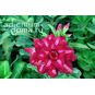 Adenium Obesum Triple Flower NEW-258 4