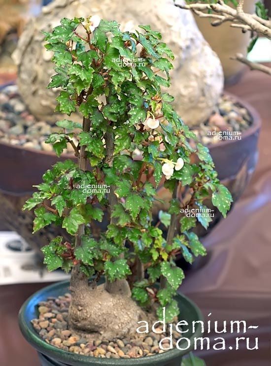 Begonia DREGEI Бегония Дрега 1