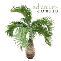 Doktor boglab va BDSM nasos mashinasi Homilador jinsiy aloqa video