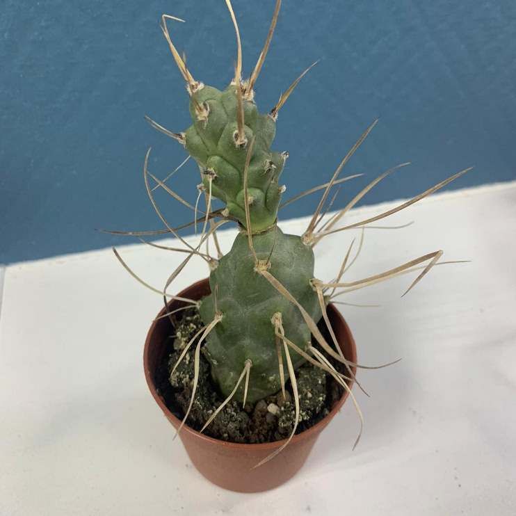 Растение Tephrocactus ARTICULATUS SYRINGACANTHUS Тефрокактус Членистый 2
