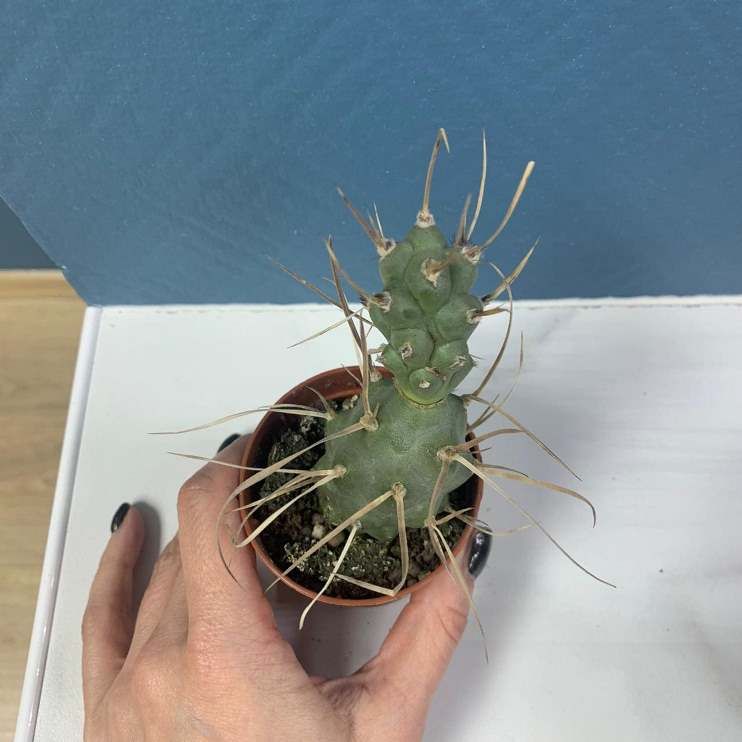 Растение Tephrocactus ARTICULATUS SYRINGACANTHUS Тефрокактус Членистый 3