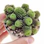 Черенок Monanthes POLYPHYLLA (Монантес) 2