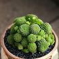 Черенок Monanthes POLYPHYLLA (Монантес) 3