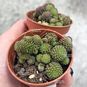 Черенок Monanthes POLYPHYLLA (Монантес) 4