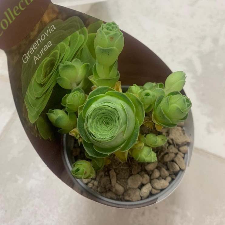 Растение ⌀ 7 Greenovia AUREA куст (Гриновия)