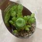 Растение ⌀ 7 Greenovia AUREA куст (Гриновия) 2