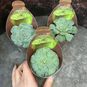 Растение ⌀ 7 Greenovia AUREA куст (Гриновия) 3
