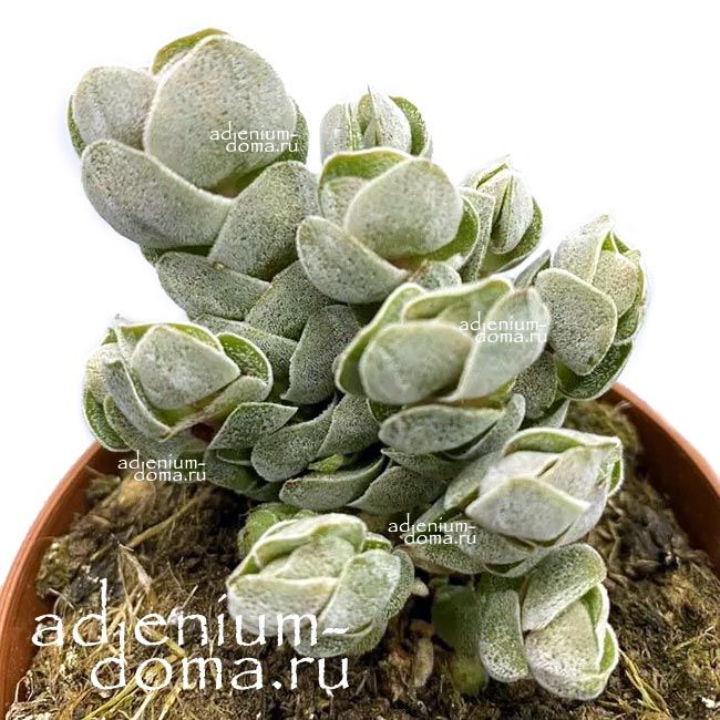 Растение Crassula DECEPTOR ARTA Крассула изменчивая Арта 1