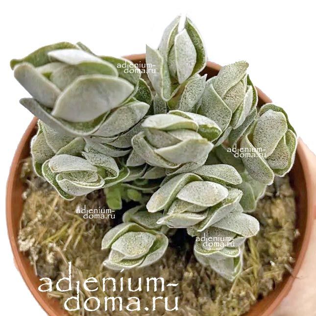 Растение Crassula DECEPTOR ARTA Крассула изменчивая Арта 2