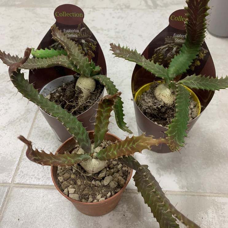 Растение Euphorbia STELLATA Эуфорбия звездная Молочай звездчатый 2